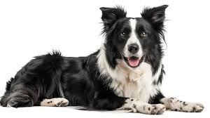 Border Collie puppy for sale in Delhi